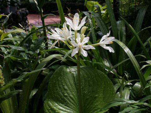 Eurycles amboinensis