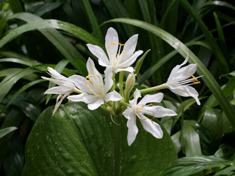 Eurycles amboinensis