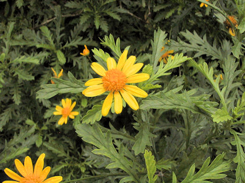 Euryops chrysanthemoides