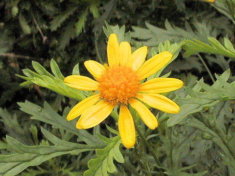 Euryops chrysanthemoides