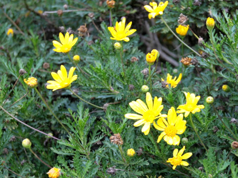 Euryops chrysanthemoides