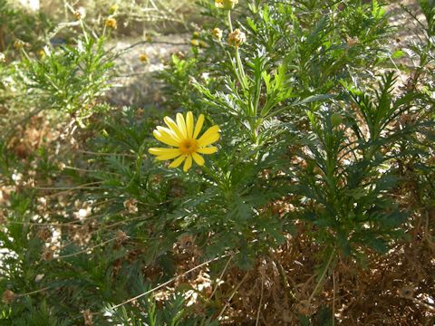 Euryops chrysanthemoides