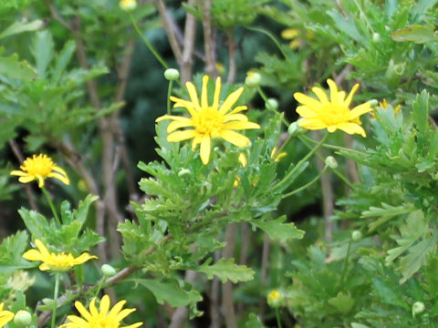 Euryops chrysanthemoides