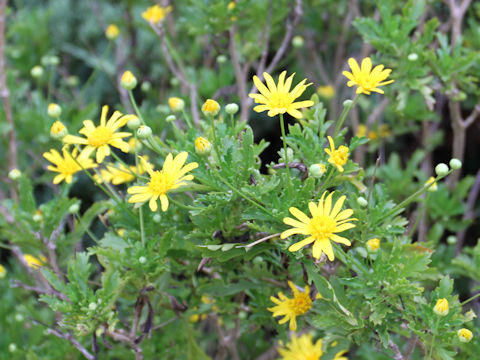 Euryops chrysanthemoides