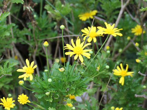 Euryops chrysanthemoides