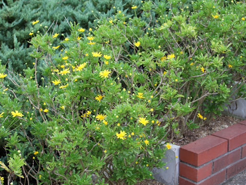 Euryops chrysanthemoides