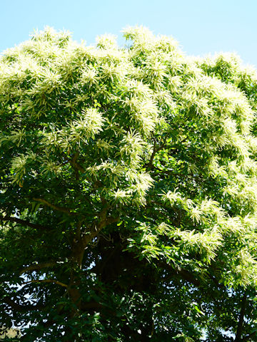 Castanea sativa