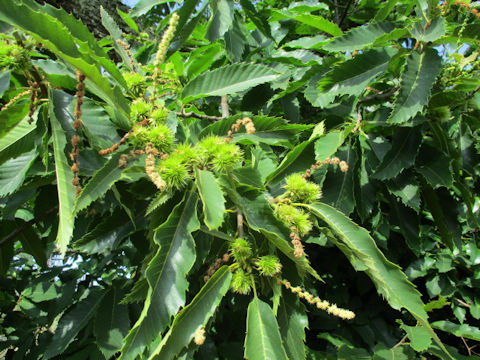 Castanea sativa