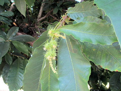 Castanea sativa