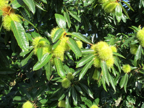 Castanea sativa