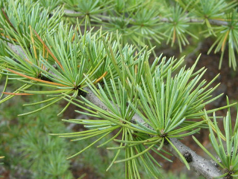 Larix decidula