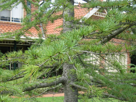 Larix decidula