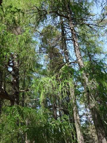 Larix decidula