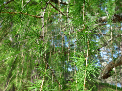 Larix decidula