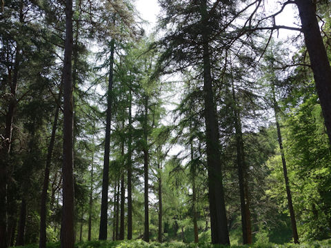 Larix decidula