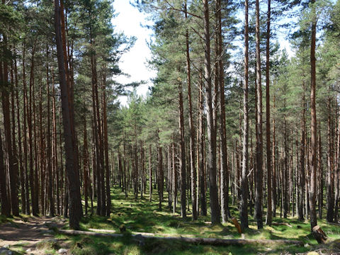 Larix decidula