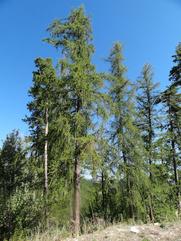 Larix decidula