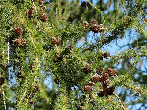 Larix decidula