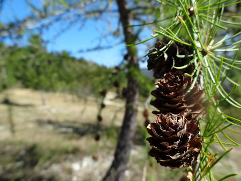 Larix decidula