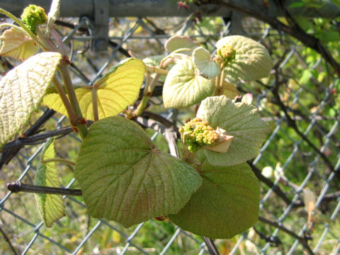 Vitis vinifera