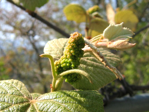 Vitis vinifera