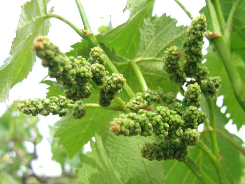 Vitis vinifera