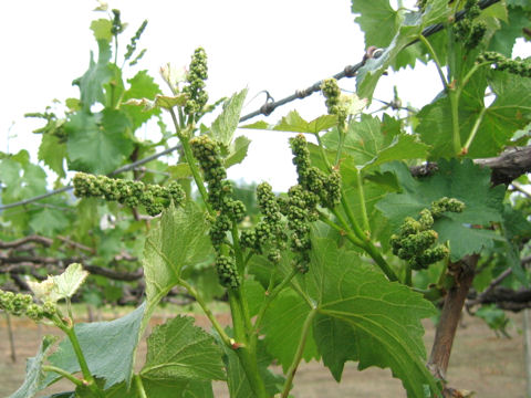 Vitis vinifera