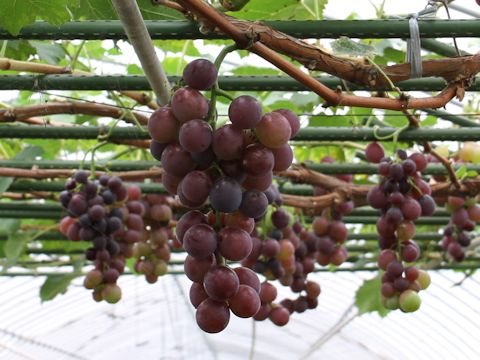 Vitis vinifera