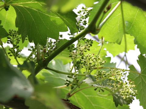 Vitis vinifera