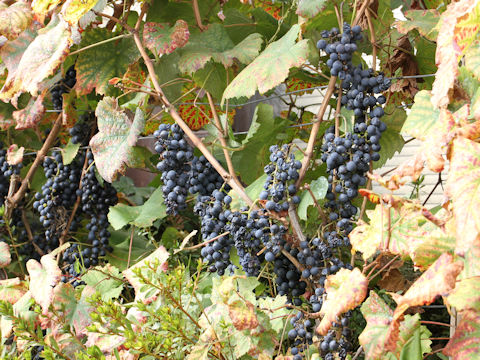 Vitis vinifera cv. Petit Verdot