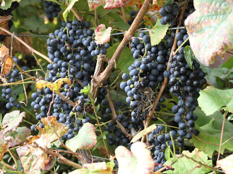 Vitis vinifera cv. Petit Verdot