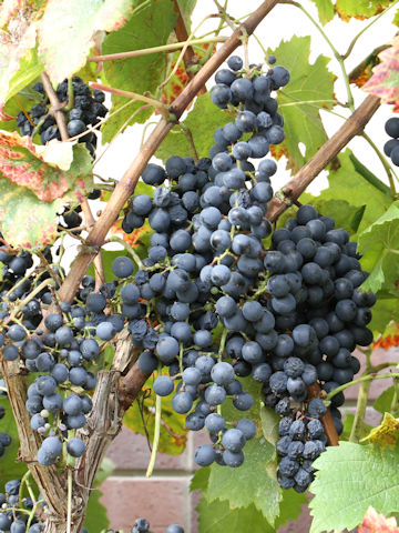 Vitis vinifera cv. Petit Verdot