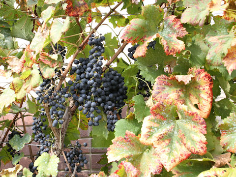 Vitis vinifera cv. Petit Verdot