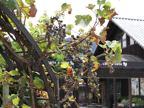 Vitis vinifera