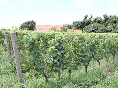 Vitis vinifera