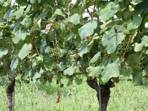 Vitis vinifera