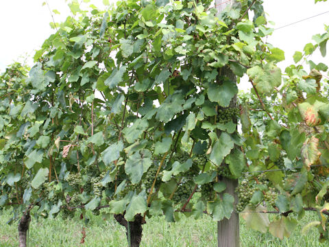 Vitis vinifera