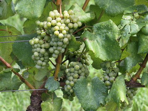 Vitis vinifera