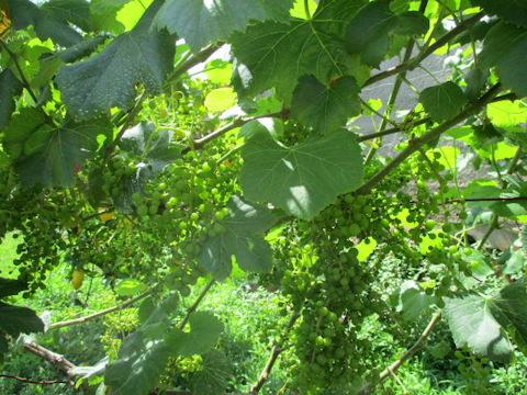 Vitis vinifera