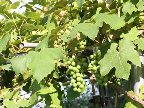 Vitis vinifera