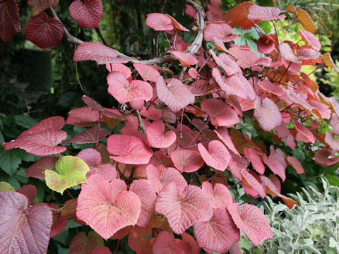 Vitis vinifera