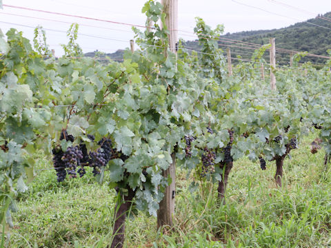 Vitis vinifera