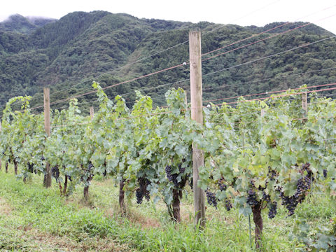 Vitis vinifera