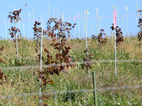 Vitis vinifera