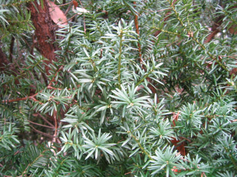 Taxus baccata