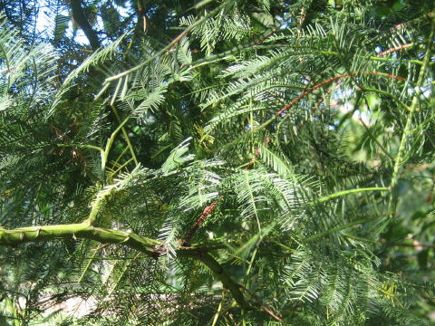 Taxus baccata