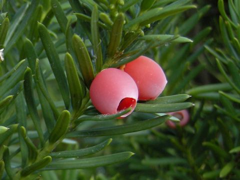 Taxus baccata