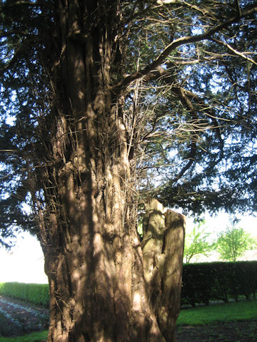 Taxus baccata