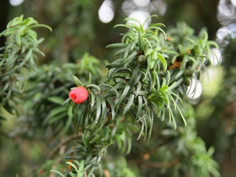 Taxus baccata