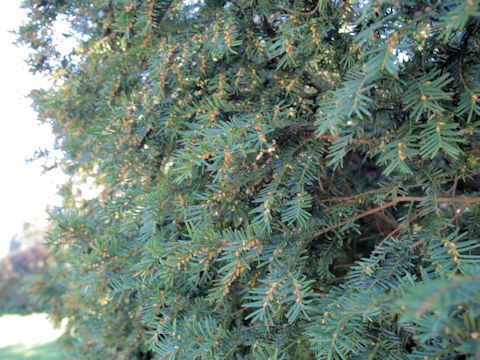 Taxus baccata